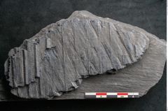 Foto (Detailansicht) von Sigillaria sp.  (NHMW-GEO-2024-0188-11096)